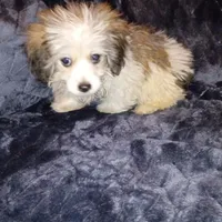Jangles, a male Maltese and Yorkshire Terrier for sale in Whitehall, MT – Photo 2 of 3