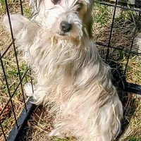 Jangles, a male Maltese and Yorkshire Terrier for sale in Whitehall, MT – Photo 3 of 3
