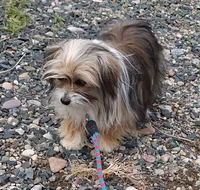 Lucky, a male Maltese and Yorkshire Terrier for sale in Whitehall, MT – 2 of 2
