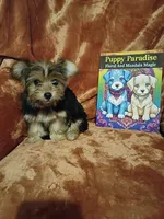 Paris, a female Maltese and Yorkshire Terrier for sale in Whitehall, MT – Photo 4 of 5