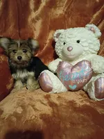 Paris, a female Maltese and Yorkshire Terrier for sale in Whitehall, MT – Photo 2 of 5