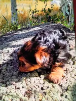 Paris, a female Maltese and Yorkshire Terrier for sale in Whitehall, MT – Photo 3 of 5