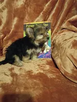Paris, a female Maltese and Yorkshire Terrier for sale in Whitehall, MT – Photo 5 of 5