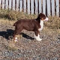Tyrel, a male Miniature Australian Shepherd for sale in Whitehall, MT – Photo 2 of 2