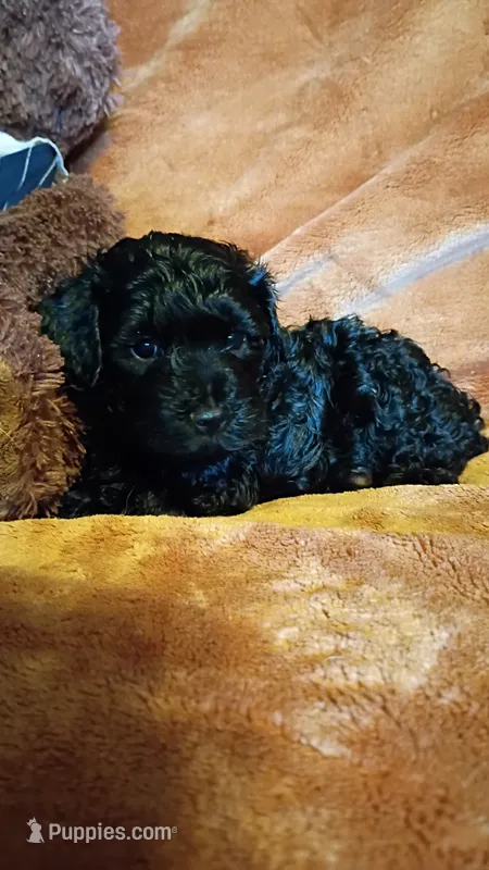 Ryder – Miniature Aussiedoodle puppy for sale in Whitehall, MT