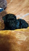 Ryder, a male Miniature Aussiedoodle for sale in Whitehall, MT – 1 of 1