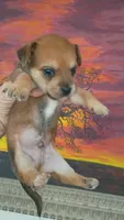 Chorkie, a male Chihuahua and Yorkshire Terrier for sale in Whitehall, MT – 2 of 4
