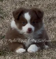 KISSIE REDUCED , a female Toy Australian Shepherd for sale in Thomson, GA – Photo 1 of 9