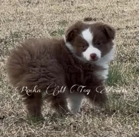 KISSIE REDUCED , a female Toy Australian Shepherd for sale in Thomson, GA – Photo 3 of 9