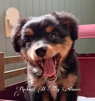 *** REDUCED*** Ace, a male Toy Australian Shepherd for sale in Thomson, GA – 2 of 4
