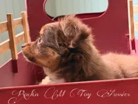Hershey, a female Toy Australian Shepherd for sale in Thomson, GA – 2 of 2