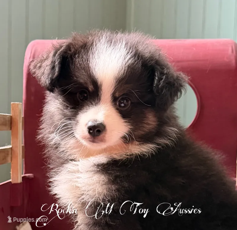 Junior – Toy Australian Shepherd puppy for sale in Thomson, GA