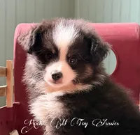Junior, a male Toy Australian Shepherd for sale in Thomson, GA – 1 of 6