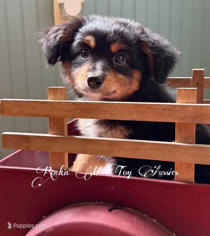 Ace – Toy Australian Shepherd puppy for sale in Thomson, GA