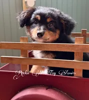 *** REDUCED*** Ace, a male Toy Australian Shepherd for sale in Thomson, GA – 1 of 4