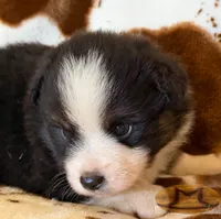 Junior, a male Toy Australian Shepherd for sale in Thomson, GA – 2 of 2