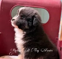 ***REDUCED****Peanut , a male Toy Australian Shepherd for sale in Thomson, GA – 3 of 6