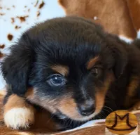 Ace, a male Toy Australian Shepherd for sale in Thomson, GA – 2 of 2