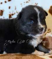 Peanut , a male Toy Australian Shepherd for sale in Thomson, GA – 3 of 3