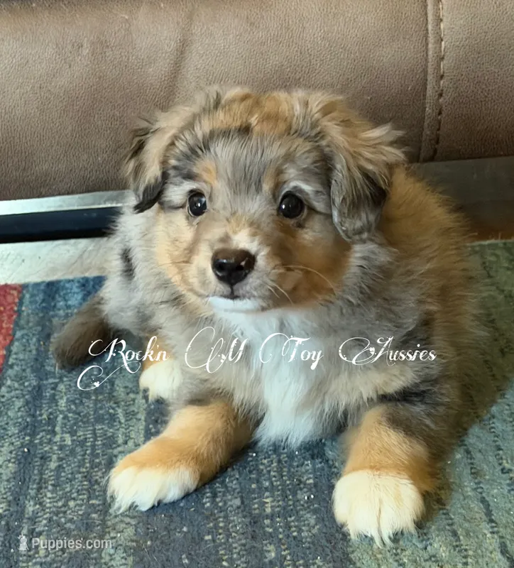 Axle  – Toy Australian Shepherd puppy for sale in Thomson, GA