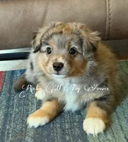 Axle , a male Toy Australian Shepherd for sale in Thomson, GA – 1 of 5