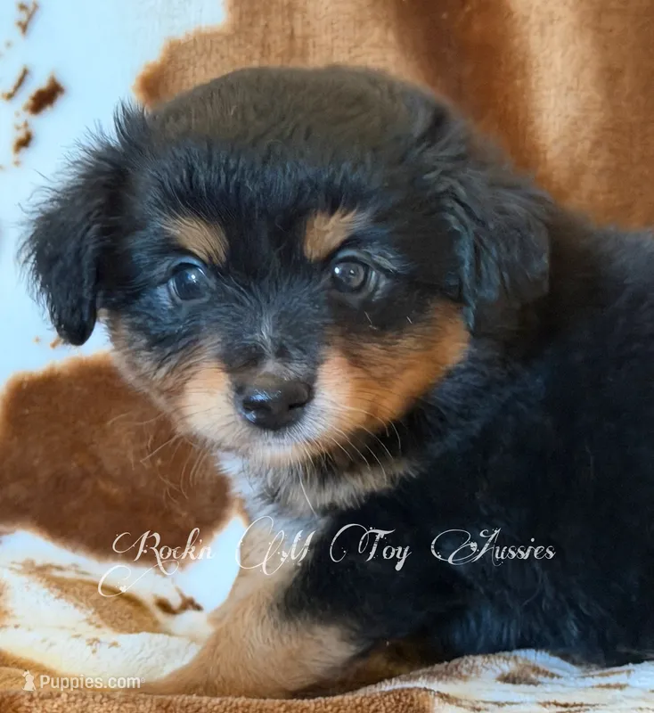 Ace – Toy Australian Shepherd puppy for sale in Thomson, GA