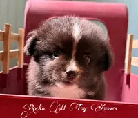 ***REDUCED****Peanut , a male Toy Australian Shepherd for sale in Thomson, GA – 2 of 6