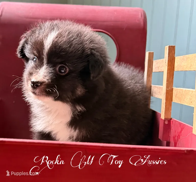 Peanut  – Toy Australian Shepherd puppy for sale in Thomson, GA