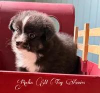 ***REDUCED****Peanut , a male Toy Australian Shepherd for sale in Thomson, GA – 1 of 6
