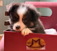 Junior, a male Toy Australian Shepherd for sale in Thomson, GA – 3 of 6