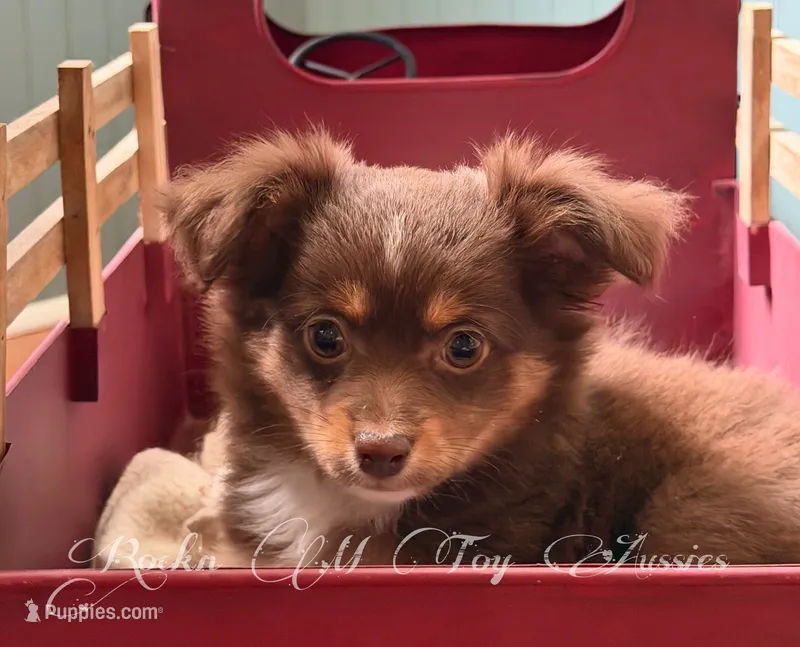 Hershey – Toy Australian Shepherd puppy for sale in Thomson, GA