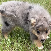 Axle , a male Toy Australian Shepherd for sale in Thomson, GA – 4 of 5