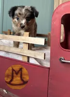 Posie, a female Toy Australian Shepherd for sale in Thomson, GA – Photo 5 of 5