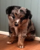 Posie, a female Toy Australian Shepherd for sale in Thomson, GA – Photo 4 of 5