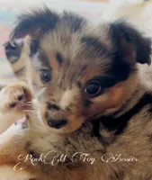 Posie, a female Toy Australian Shepherd for sale in Thomson, GA – Photo 2 of 5