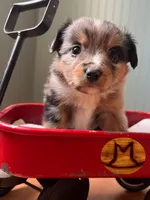 Posie, a female Toy Australian Shepherd for sale in Thomson, GA – Photo 3 of 5