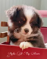 Junior, a male Toy Australian Shepherd for sale in Thomson, GA – 5 of 6