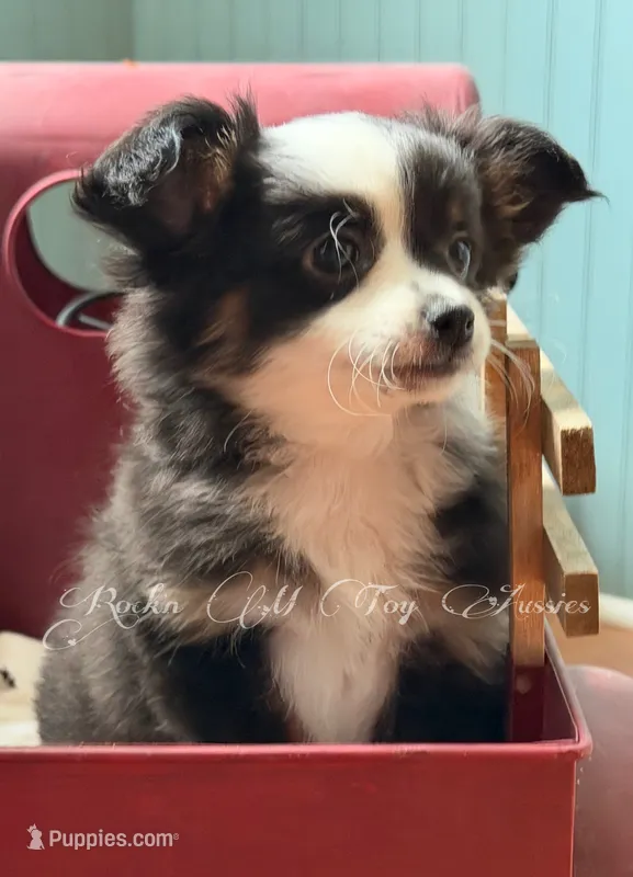 Rocket – Chihuahua, Toy Australian Shepherd puppy for sale in Thomson, GA