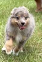 Axle , a male Toy Australian Shepherd for sale in Thomson, GA – 2 of 5