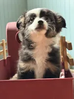 Rocket, a male Chihuahua and Toy Australian Shepherd for sale in Thomson, GA – 3 of 3