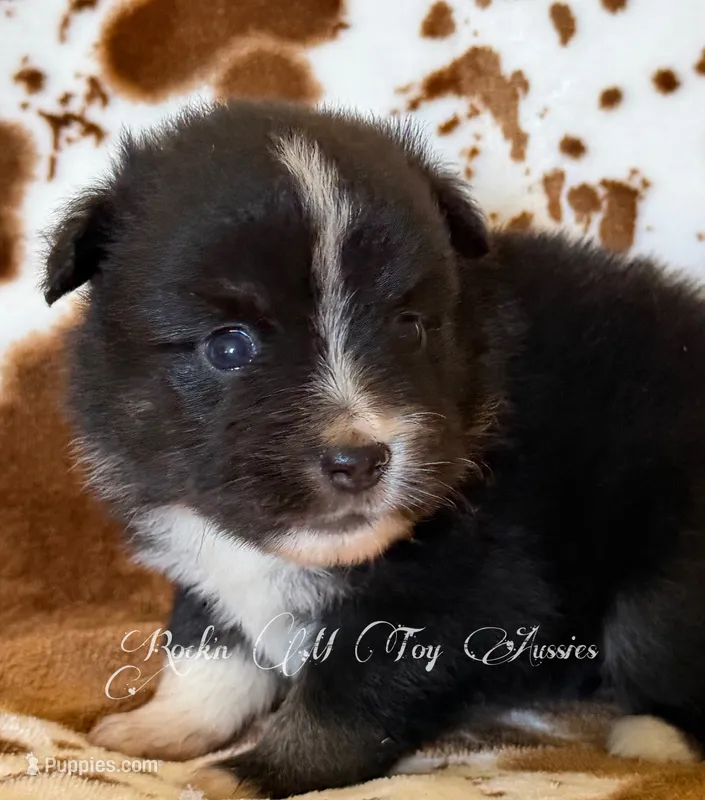 Peanut  – Toy Australian Shepherd puppy for sale in Thomson, GA