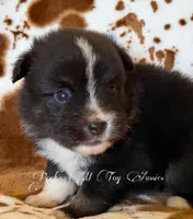 Peanut , a male Toy Australian Shepherd for sale in Thomson, GA – 1 of 3