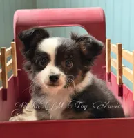 Rocket, a male Chihuahua and Toy Australian Shepherd for sale in Thomson, GA – 2 of 3