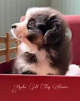 Junior, a male Toy Australian Shepherd for sale in Thomson, GA – 2 of 6