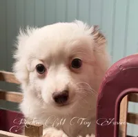 Spanky, a male Chihuahua and Toy Australian Shepherd for sale in Thomson, GA – 2 of 2