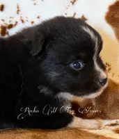 Peanut , a male Toy Australian Shepherd for sale in Thomson, GA – 2 of 3