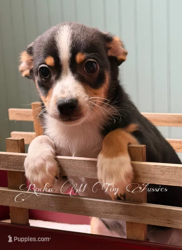 Gunner – Toy Australian Shepherd puppy for sale in Thomson, GA