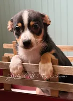 Gunner, a male Toy Australian Shepherd for sale in Thomson, GA – 1 of 2