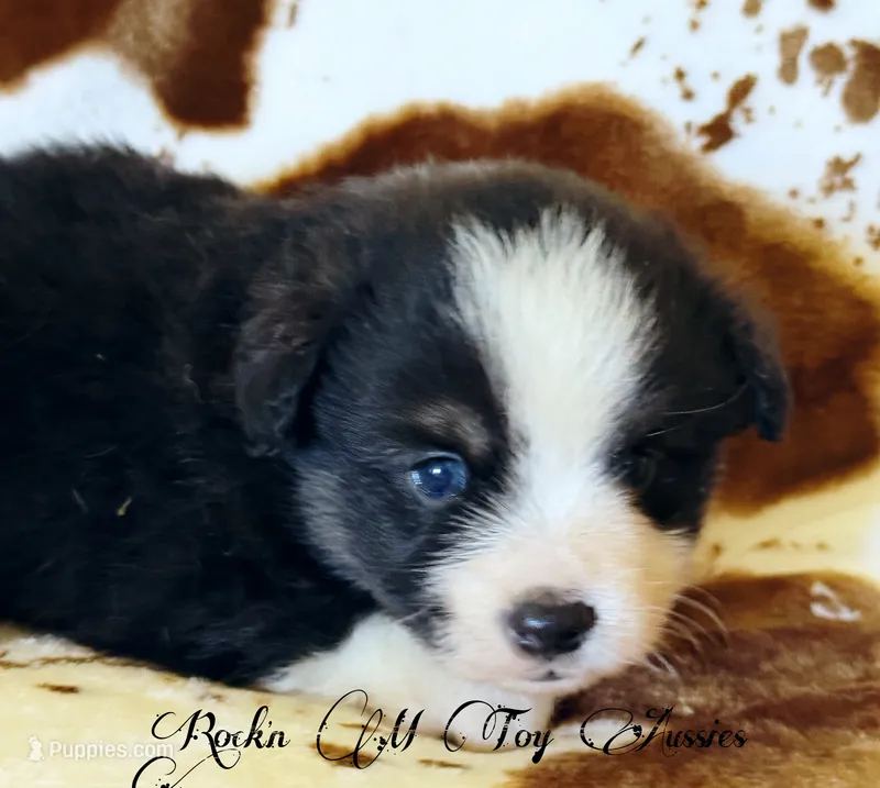 Junior – Toy Australian Shepherd puppy for sale in Thomson, GA