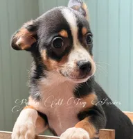 Gunner, a male Toy Australian Shepherd for sale in Thomson, GA – 2 of 2